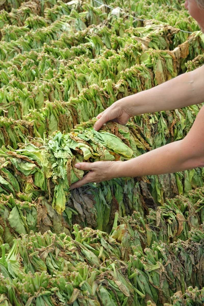 Farmer y el secado tradicional del tabaco en la tienda —  Fotos de Stock