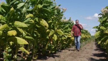 Çiftçi veya agronomist yürüyüş ve hasat için hazır alanda çiçek açan tütün bitkileri inceleyerek görüntüleri uzaklaştırmak