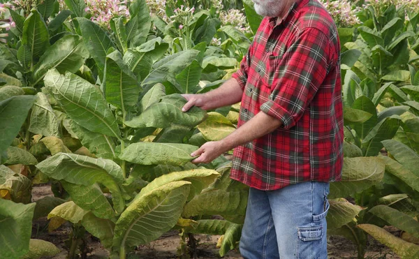 Agricultor en el campo del tabaco —  Fotos de Stock