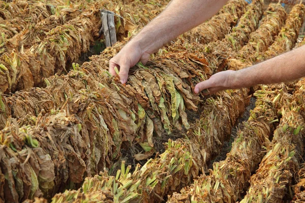 Agricultor e secagem tradicional do tabaco na barraca — Fotografia de Stock