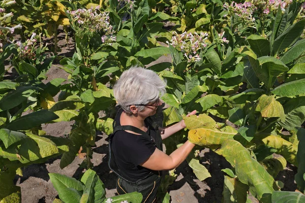 Farmer in tobacco field — Stock Photo, Image