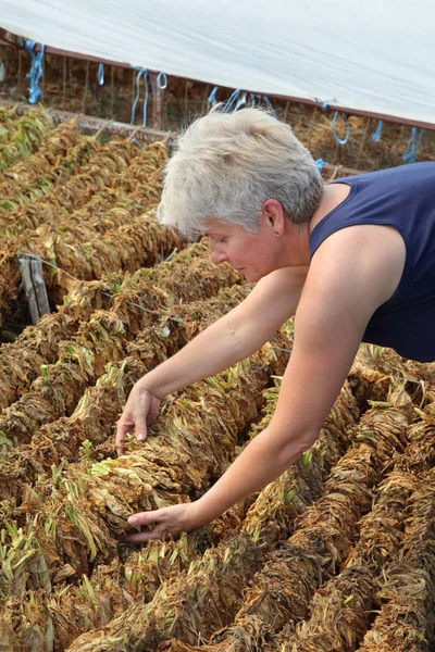 Agricoltore e essiccazione tradizionale del tabacco in tenda — Foto Stock