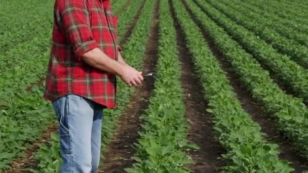 Увеличение Видео Фермера Считающего Долларовую Купюру Зеленом Соевом Поле — стоковое видео