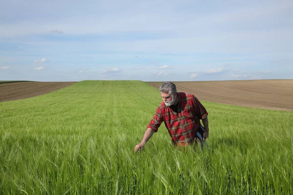 Agricultura, agricultor examinando campo de trigo — Fotografia de Stock