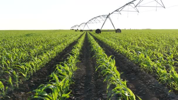 Green Young Corn Field Spring Irrigation System Water Supply — Stock Video