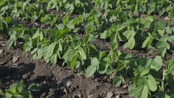 Agriculture Green Cultivated Soybean Plants Field Wind Blowing — Stock Video