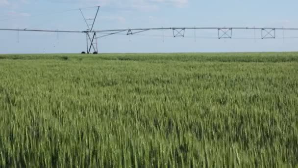 Поле Зелених Пшеничних Рослин Навесні Системою Зрошення Водопостачання — стокове відео