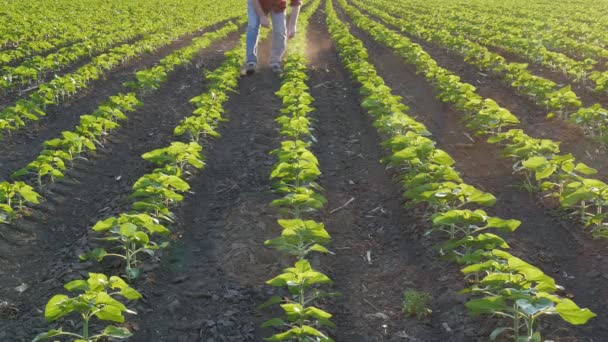 Mezőgazdasági Termelő Sétál Fiatal Zöld Napraforgó Növények Soraiban Mezőn Naplementében — Stock videók