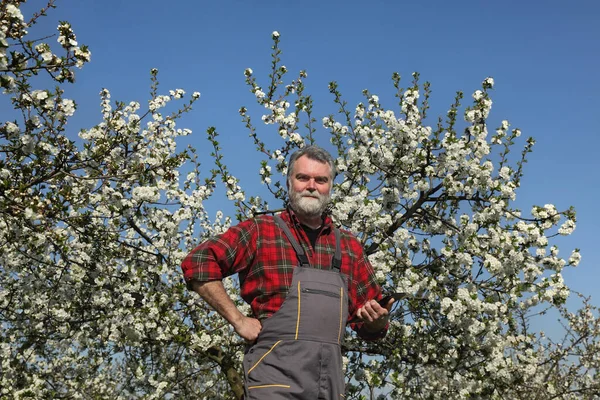 Lachende Landbouwkundige Landbouwer Die Bloeiende Kersenbomen Boomgaard Onderzoekt Met Behulp — Stockfoto