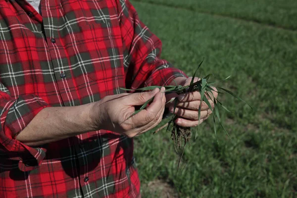 早春に小麦の品質を検査する農家や農学者 手持植物の閉鎖 — ストック写真