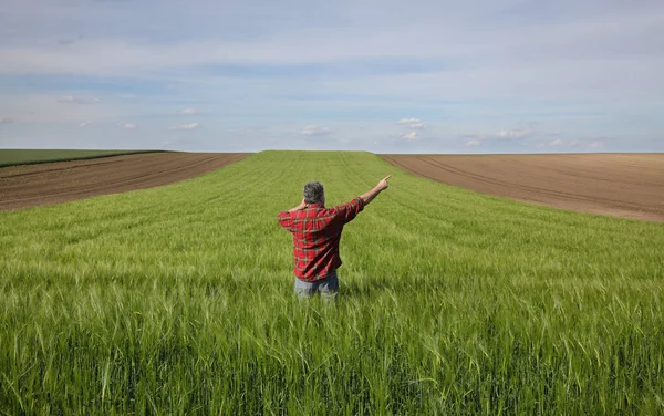 Agricultor Agrónomo Que Inspecciona Calidad Las Plantas Trigo Campo Habla — Foto de Stock