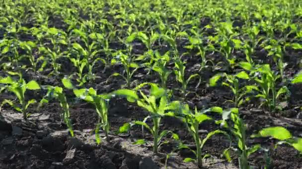 Filas Jóvenes Plantas Maíz Verde Campo Atardecer Con Viento Soplando — Vídeos de Stock