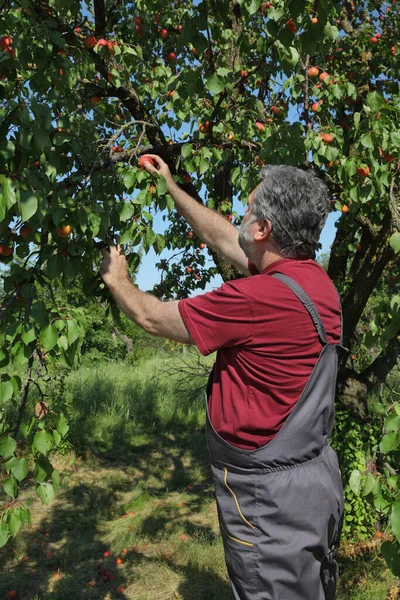 Farmer Agronomist Examining Picking Apricot Fruit Tree Orchard — Stock Photo, Image