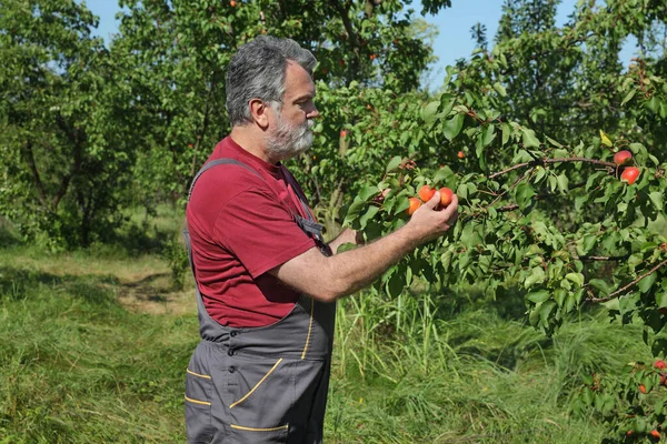 Agricultor Agrônomo Examinando Colhendo Frutos Damasco Árvore Pomar — Fotografia de Stock