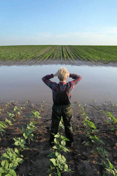 泥や水に若い緑のトウモロコシの植物を検査し 洪水後の頭部 損傷したフィールドをジェスチャー絶望的な女性農家 — ストック写真