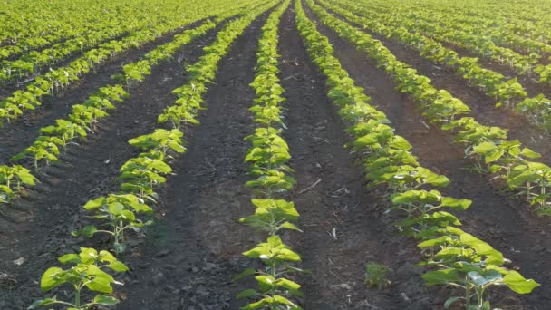 Řady Mladých Zelených Slunečnicových Rostlin Poli Při Západu Slunce Zemědělství — Stock video