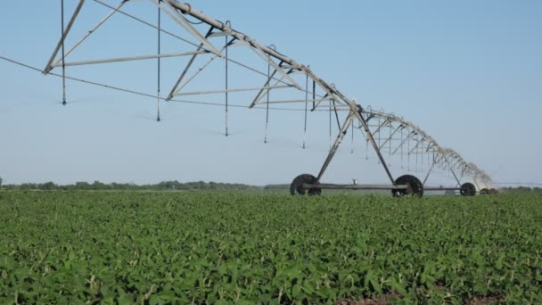 Campo Soja Primavera Com Sistema Irrigação Para Abastecimento Água — Vídeo de Stock