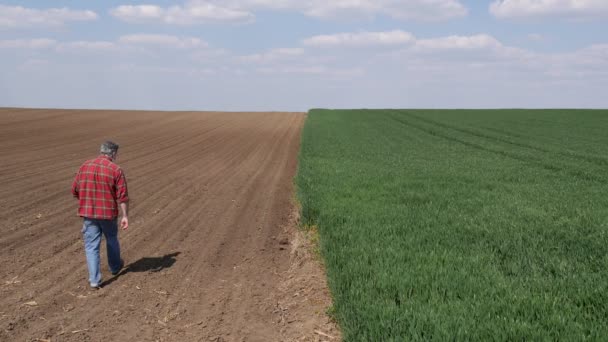 Buğday Tarlasının Yanındaki Tarlada Ayçiçeği Filizlerinin Kalitesini Denetleyen Çiftçi Tarım — Stok video