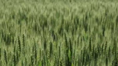 Yeşil buğday bitkileri, rüzgar esintisi, odak dışı arka plandan keskin cephe planına, ilkbaharda tarım