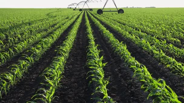 Green Young Corn Field Spring Irrigation System Water Supply — Stock Video