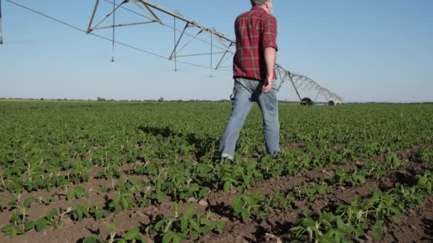 Jordbrukare Eller Agronomer Undersöker Sojabönsfält Med Bevattningssystem Och Talar Mobiltelefon — Stockvideo