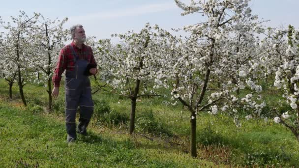 农艺学家或农民用石碑检查果园中开花的樱桃树 — 图库视频影像