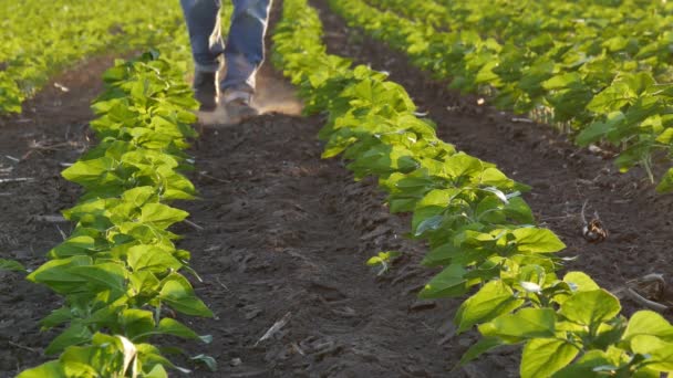 Agricultor Caminhando Através Fileiras Plantas Jovens Girassol Verde Campo Pôr — Vídeo de Stock