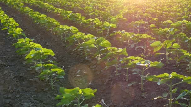 Rows Young Green Sunflower Plants Field Sunset Agriculture Spring — Stock Video