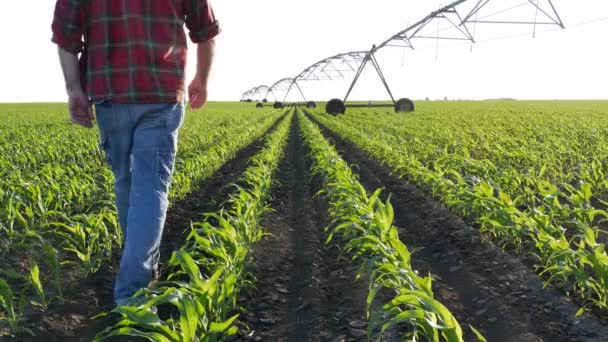 Agricultor Agrónomo Examinando Plantas Maíz Campo Con Sistema Riego Agricultura — Vídeo de stock