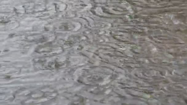 Rain Falling Puddle Wet Flooded Pavement — Stock Video