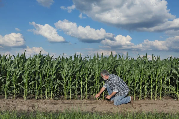 Фермер Агроном Изучает Зеленые Кукурузные Растения Поле Табличкой Руке Сельское — стоковое фото
