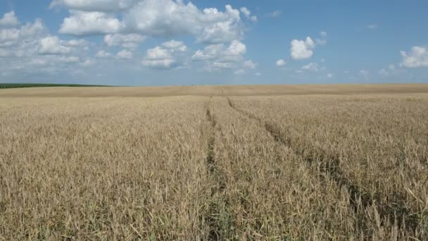 Campo Trigo Listo Para Cosecha Con Cielo Azul Nubes Agricultura — Vídeo de stock