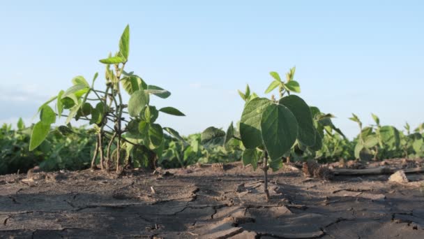 Plantes Soja Endommagées Dans Boue Après Les Inondations Agriculture Printemps — Video