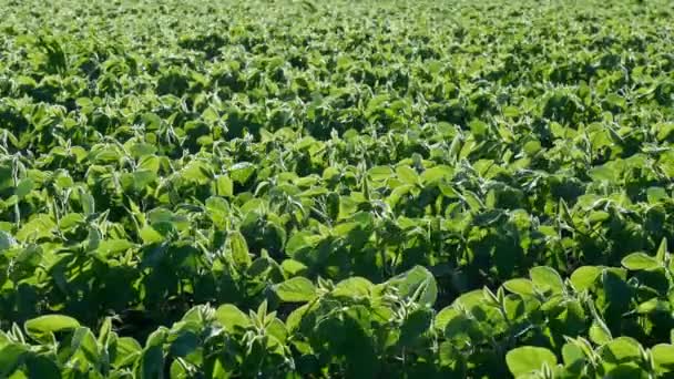 Agricultura Plantas Soja Cultivadas Verdes Campo Com Sopro Vento — Vídeo de Stock