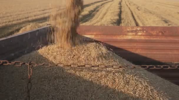 小麦收获期 联合浇灌作物到拖车的谷物加工 — 图库视频影像