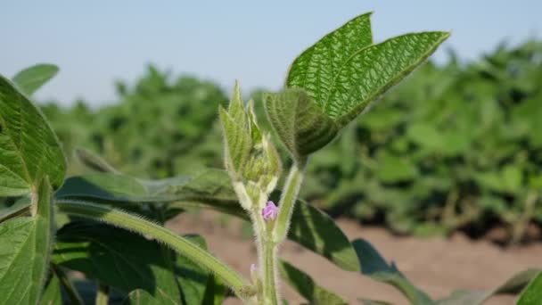 Nahaufnahme Von Sojapflanze Mit Knospe Und Blume Feld Bei Wind — Stockvideo