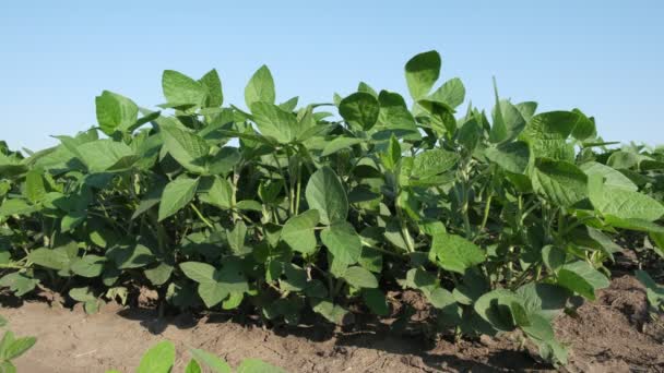 Agricultura Plantas Soja Cultivadas Verdes Arbusto Campo Com Sopro Vento — Vídeo de Stock