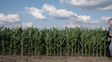 Çiftçi ya da tarımcı uyanmış ve tablet kullanarak tarladaki yeşil mısır bitkilerini inceliyor.