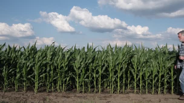 Фермер Або Агроном Прокидається Вивчає Зелені Кукурудзяні Рослини Полі Допомогою — стокове відео