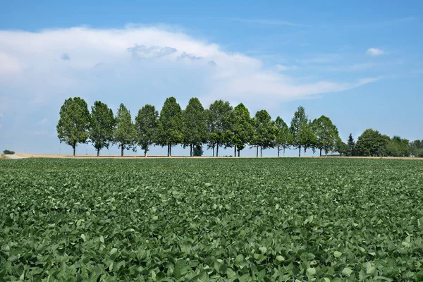 Plante Soja Cultivée Verte Dans Champ Avec Des Arbres Dans — Photo