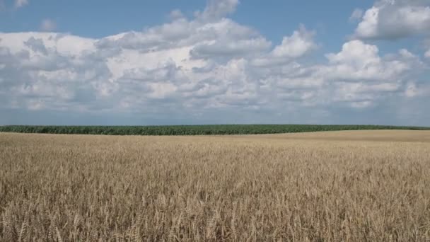 Zoom avant vidéo du champ de blé prêt pour la récolte avec ciel bleu et nuages, agriculture en été