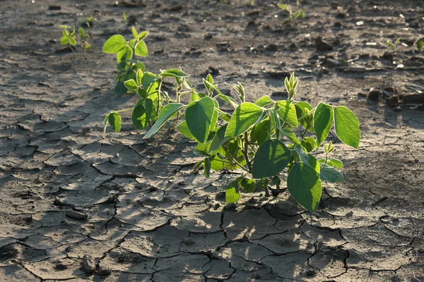 Droogte Overstroming Soja Veld Met Gebarsten Land — Stockfoto