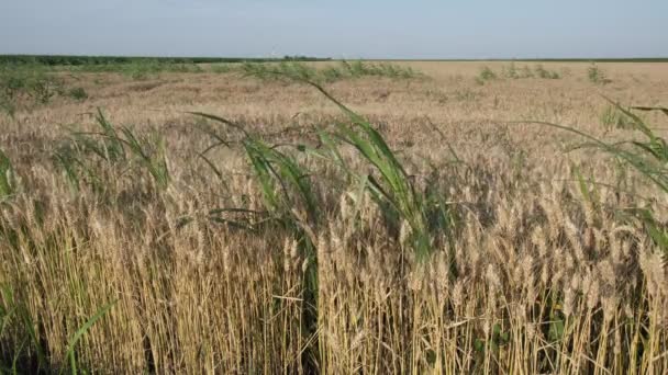 Tráva Pšeničném Poli Připravená Sklizeň Zemědělství Létě — Stock video