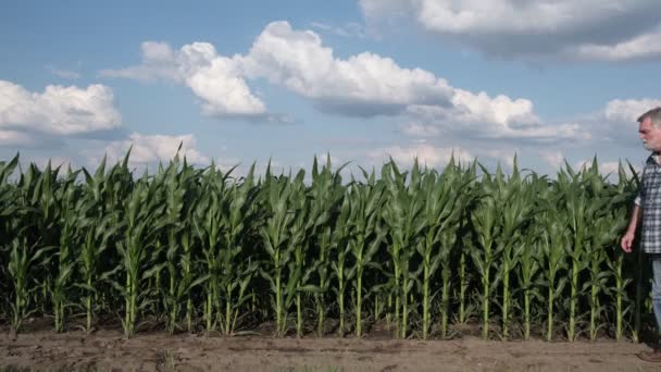 农民或农学家唤醒和检查田里的绿色玉米植物 — 图库视频影像