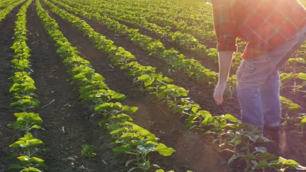 Jordbrukare Genom Rader Unga Gröna Solrosor Växter Fält Solnedgången — Stockvideo