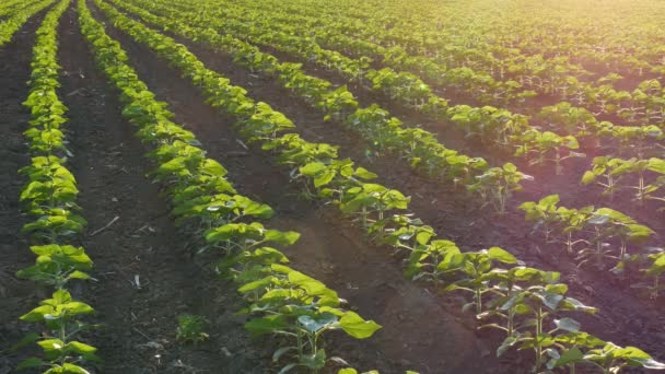 夕阳西下田里一排排的绿色向日葵 春天的农业 — 图库视频影像