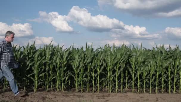 Farmer Agronomist Waking Examining Green Corn Plants Field Using Tablet — Stock Video