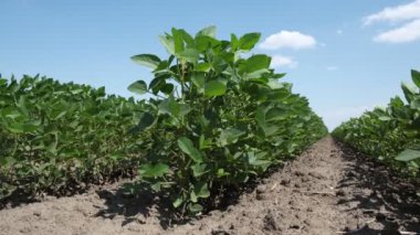 Tarım, yeşillik yetiştirilmiş soya bitkileri tarlada sıra sıra rüzgar esiyor.