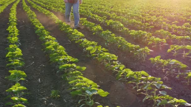 Agricultor Caminando Través Filas Plantas Girasol Verde Joven Campo Puesta — Vídeo de stock