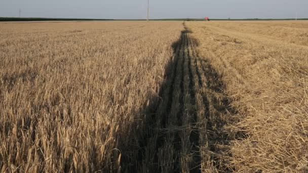 バックグラウンドでの作業 小麦への選択的な焦点 夏の農業を組み合わせた収穫のためのコムギ畑 — ストック動画